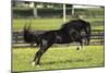 Rocky Mountain Stallion 001-Bob Langrish-Mounted Photographic Print