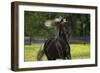 Rocky Mountain Stallion 002-Bob Langrish-Framed Photographic Print