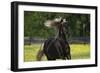 Rocky Mountain Stallion 002-Bob Langrish-Framed Photographic Print