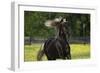 Rocky Mountain Stallion 002-Bob Langrish-Framed Photographic Print