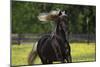 Rocky Mountain Stallion 002-Bob Langrish-Mounted Photographic Print
