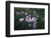 Rocky Mountain Wildflowers-DLILLC-Framed Photographic Print