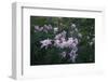 Rocky Mountain Wildflowers-DLILLC-Framed Photographic Print