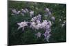 Rocky Mountain Wildflowers-DLILLC-Mounted Photographic Print