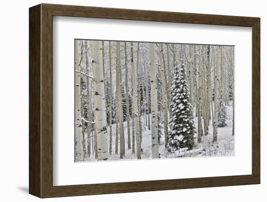 Rocky Mountains aspen grove autumn snows, Keebler Pass, Colorado.-Darrell Gulin-Framed Photographic Print