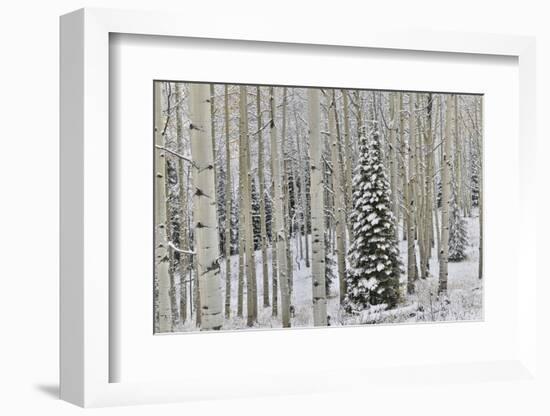 Rocky Mountains aspen grove autumn snows, Keebler Pass, Colorado.-Darrell Gulin-Framed Photographic Print