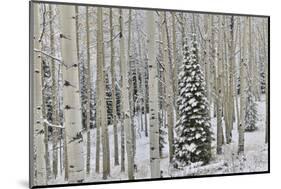 Rocky Mountains aspen grove autumn snows, Keebler Pass, Colorado.-Darrell Gulin-Mounted Photographic Print