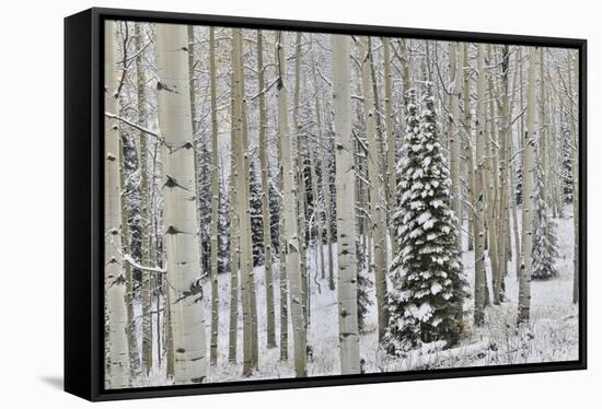 Rocky Mountains aspen grove autumn snows, Keebler Pass, Colorado.-Darrell Gulin-Framed Stretched Canvas