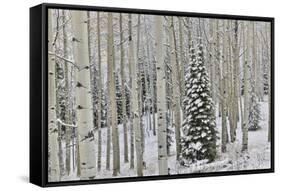 Rocky Mountains aspen grove autumn snows, Keebler Pass, Colorado.-Darrell Gulin-Framed Stretched Canvas