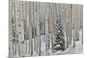 Rocky Mountains aspen grove autumn snows, Keebler Pass, Colorado.-Darrell Gulin-Mounted Photographic Print