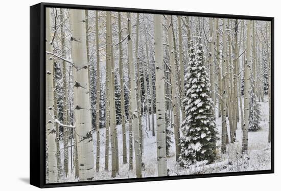 Rocky Mountains aspen grove autumn snows, Keebler Pass, Colorado.-Darrell Gulin-Framed Stretched Canvas