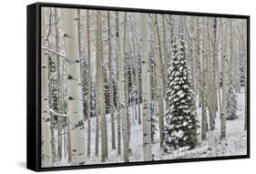 Rocky Mountains aspen grove autumn snows, Keebler Pass, Colorado.-Darrell Gulin-Framed Stretched Canvas