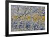 Rocky Mountains aspen grove autumn snows, Keebler Pass, Colorado.-Darrell Gulin-Framed Photographic Print