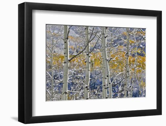 Rocky Mountains aspen grove autumn snows, Keebler Pass, Colorado.-Darrell Gulin-Framed Photographic Print