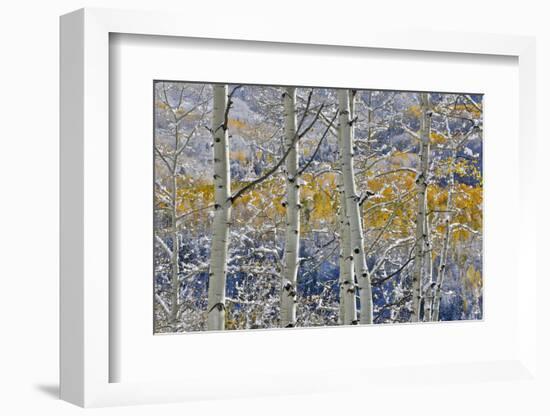 Rocky Mountains aspen grove autumn snows, Keebler Pass, Colorado.-Darrell Gulin-Framed Photographic Print