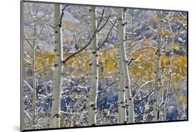 Rocky Mountains aspen grove autumn snows, Keebler Pass, Colorado.-Darrell Gulin-Mounted Photographic Print