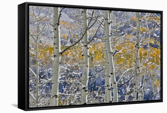 Rocky Mountains aspen grove autumn snows, Keebler Pass, Colorado.-Darrell Gulin-Framed Stretched Canvas