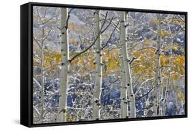 Rocky Mountains aspen grove autumn snows, Keebler Pass, Colorado.-Darrell Gulin-Framed Stretched Canvas