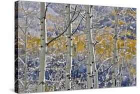 Rocky Mountains aspen grove autumn snows, Keebler Pass, Colorado.-Darrell Gulin-Stretched Canvas