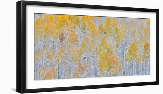 Rocky Mountains, Colorado. Fall Colors of Aspens and fresh snow Keebler Pass-Darrell Gulin-Framed Photographic Print