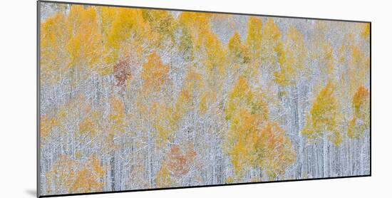 Rocky Mountains, Colorado. Fall Colors of Aspens and fresh snow Keebler Pass-Darrell Gulin-Mounted Photographic Print