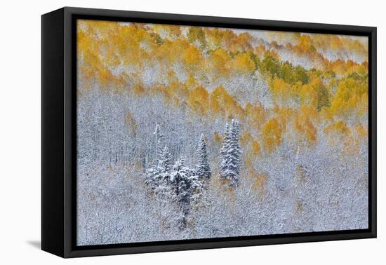 Rocky Mountains, Colorado. Fall Colors of Aspens and fresh snow Keebler Pass-Darrell Gulin-Framed Stretched Canvas