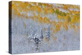 Rocky Mountains, Colorado. Fall Colors of Aspens and fresh snow Keebler Pass-Darrell Gulin-Stretched Canvas