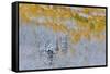 Rocky Mountains, Colorado. Fall Colors of Aspens and fresh snow Keebler Pass-Darrell Gulin-Framed Stretched Canvas