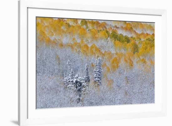 Rocky Mountains, Colorado. Fall Colors of Aspens and fresh snow Keebler Pass-Darrell Gulin-Framed Premium Photographic Print