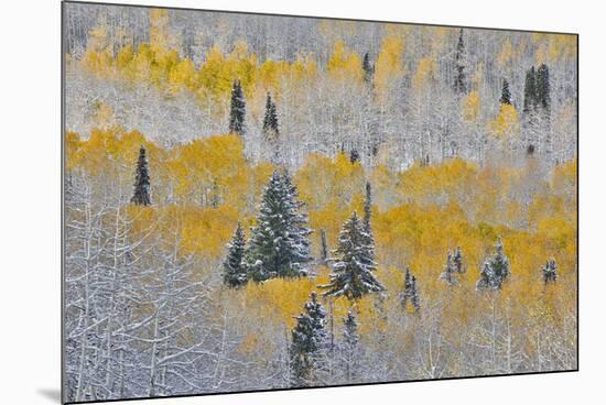 Rocky Mountains, Colorado. Fall Colors of Aspens and fresh snow Keebler Pass-Darrell Gulin-Mounted Photographic Print