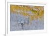 Rocky Mountains, Colorado. Fall Colors of Aspens and fresh snow Keebler Pass-Darrell Gulin-Framed Photographic Print