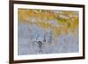 Rocky Mountains, Colorado. Fall Colors of Aspens and fresh snow Keebler Pass-Darrell Gulin-Framed Photographic Print