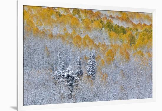 Rocky Mountains, Colorado. Fall Colors of Aspens and fresh snow Keebler Pass-Darrell Gulin-Framed Photographic Print