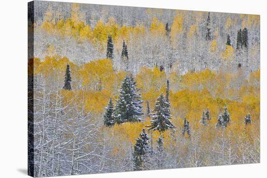 Rocky Mountains, Colorado. Fall Colors of Aspens and fresh snow Keebler Pass-Darrell Gulin-Stretched Canvas