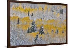 Rocky Mountains, Colorado. Fall Colors of Aspens and fresh snow Keebler Pass-Darrell Gulin-Framed Photographic Print