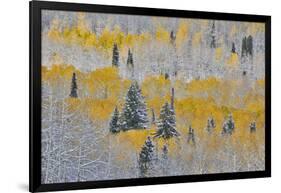 Rocky Mountains, Colorado. Fall Colors of Aspens and fresh snow Keebler Pass-Darrell Gulin-Framed Photographic Print