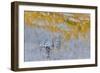 Rocky Mountains, Colorado. Fall Colors of Aspens and fresh snow Keebler Pass-Darrell Gulin-Framed Photographic Print