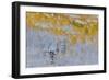 Rocky Mountains, Colorado. Fall Colors of Aspens and fresh snow Keebler Pass-Darrell Gulin-Framed Photographic Print