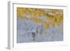 Rocky Mountains, Colorado. Fall Colors of Aspens and fresh snow Keebler Pass-Darrell Gulin-Framed Photographic Print