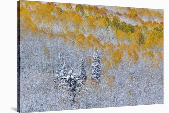 Rocky Mountains, Colorado. Fall Colors of Aspens and fresh snow Keebler Pass-Darrell Gulin-Stretched Canvas