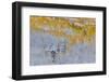 Rocky Mountains, Colorado. Fall Colors of Aspens and fresh snow Keebler Pass-Darrell Gulin-Framed Photographic Print