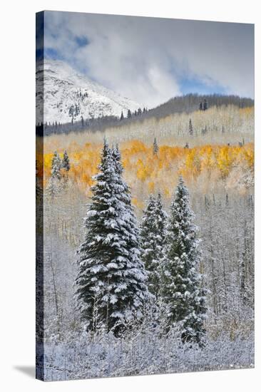 Rocky Mountains, Colorado. Fall Colors of Aspens and fresh snow Keebler Pass-Darrell Gulin-Stretched Canvas