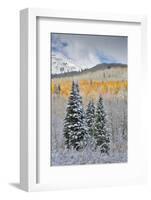 Rocky Mountains, Colorado. Fall Colors of Aspens and fresh snow Keebler Pass-Darrell Gulin-Framed Photographic Print