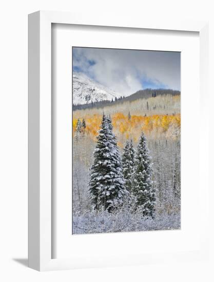 Rocky Mountains, Colorado. Fall Colors of Aspens and fresh snow Keebler Pass-Darrell Gulin-Framed Photographic Print