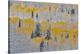 Rocky Mountains, Colorado. Fall Colors of Aspens and fresh snow Keebler Pass-Darrell Gulin-Stretched Canvas