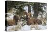 Rocky Mountains, Wyoming. Bighorn Sheep Wintering in Wyoming-Larry Ditto-Stretched Canvas