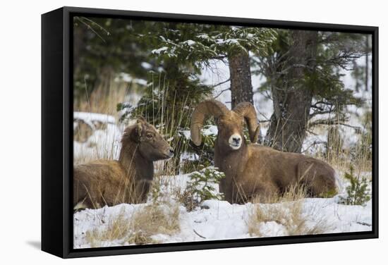 Rocky Mountains, Wyoming. Bighorn Sheep Wintering in Wyoming-Larry Ditto-Framed Stretched Canvas