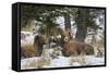 Rocky Mountains, Wyoming. Bighorn Sheep Wintering in Wyoming-Larry Ditto-Framed Stretched Canvas