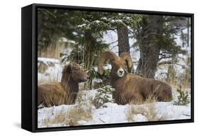 Rocky Mountains, Wyoming. Bighorn Sheep Wintering in Wyoming-Larry Ditto-Framed Stretched Canvas