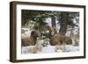 Rocky Mountains, Wyoming. Bighorn Sheep Wintering in Wyoming-Larry Ditto-Framed Photographic Print